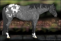 Horse Color:Blue Roan Snowflake Varnish 