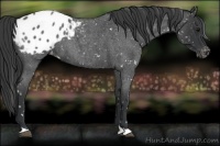 Horse Color:Blue Roan Snowflake Varnish 