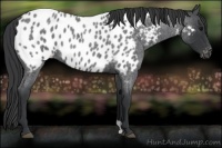 Horse Color:Blue Roan Appaloosa