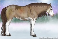 Horse Color:Liver Red Dun Sabino Splash 