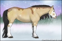 Horse Color:Bay Dun Sabino Splash Rabicano