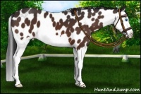 Horse Color:Brown Splash Leopard 