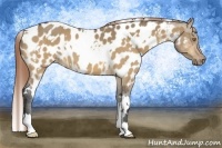 Horse Color:White Spotted Buckskin Dun Appaloosa 