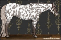 Horse Color:Silver Blue Roan Near Leopard 