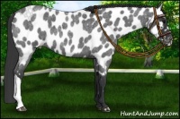 Horse Color:Blue Roan Appaloosa 
