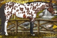 Horse Color:Bay Roan Near Leopard 