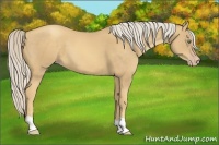 Horse Color:Gold Cream Champagne