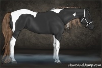 Horse Color:Liver Chestnut Tobiano 