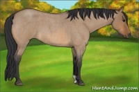 Horse Color:Bay Roan Dun