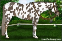 Horse Color:Chocolate Palomino Near Leopard