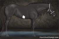 Horse Color:Liver Chestnut Frame 