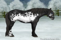 Horse Color:Liver Chestnut Ice Frame