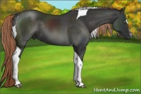 Horse Color:Liver Chestnut Sabino Tobiano Rabicano 