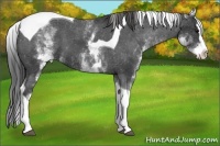 Horse Color:White Spotted Black Splash Tobiano Appaloosa