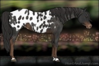 Horse Color:Liver Chestnut Near Leopard 