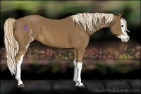 Horse Color:White Spotted Chocolate Palomino Splash 