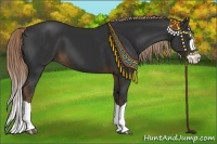 Horse Color:Liver Chestnut Splash 