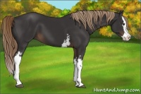 Horse Color:White Spotted Liver Chestnut Splash 
