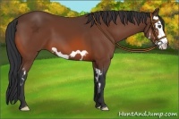 Horse Color:Bay Splash Frame