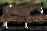 Horse Color:Liver Chestnut Sabino Splash Varnish 