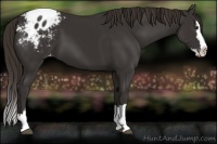 Horse Color:Liver Chestnut Sabino Splash Appaloosa 