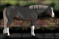 Horse Color:Liver Chestnut Sabino Splash 