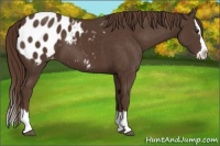Horse Color:Liver Chestnut Sabino Splash Appaloosa 