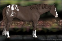 Horse Color:Liver Chestnut Sabino Splash Appaloosa