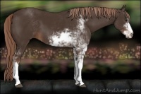 Horse Color:Liver Chestnut Sabino
