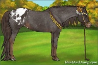 Horse Color:Liver Chestnut Sabino Appaloosa 