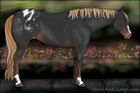 Horse Color:Liver Chestnut Sabino Appaloosa 