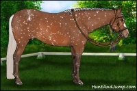 Horse Color:Silver Bay Snowflake Varnish 