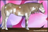 Horse Color:Liver Chestnut Splash 