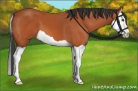 Horse Color:Bay Splash 