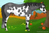 Horse Color:Blue Roan Splash Frame
