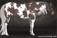 Horse Color:White Spotted Silver Black Appaloosa 