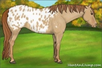 Horse Color:Red Dun Appaloosa