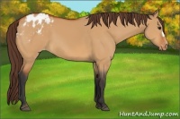 Horse Color:Bay Dun Appaloosa 