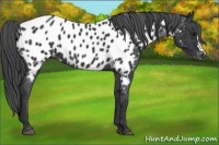 Horse Color:Black Near Leopard 