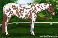 Horse Color:Red Roan Tobiano Near Leopard 