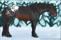 Horse Color:Brown Appaloosa
