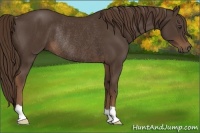 Horse Color:Liver Chestnut Rabicano 