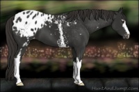 Horse Color:White Spotted Liver Chestnut Appaloosa 