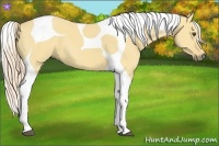 Horse Color:Palomino Dun Tobiano