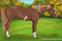 Horse Color:Chestnut Splash Frame