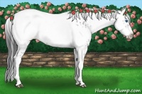 Horse Color:Black Frame 