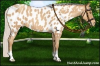 Horse Color:Silver Sable Champagne Roan Near Leopard 