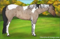 Horse Color:Brown Roan Dun Tobiano
