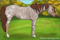 Horse Color:Red Ice Roan 