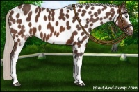 Horse Color:White Spotted Silver Brown Sabino Appaloosa